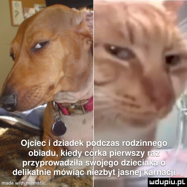 duciu pl