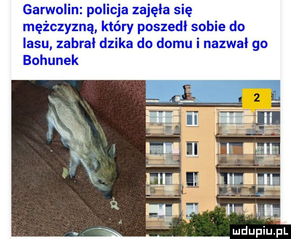 garwolin policja zajęła się mężczyzną który poszedł sobie do lasu zabrał dzika do domu i nazwał go bohunek