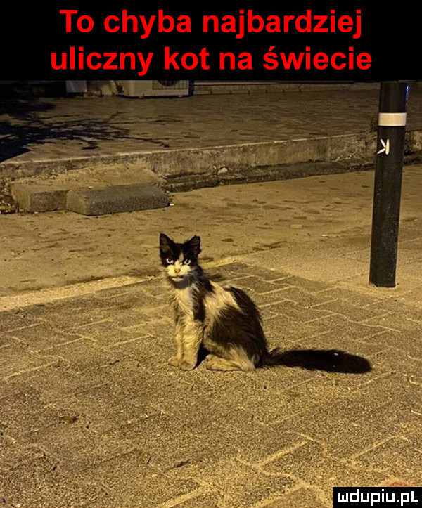 to chyba najbardziej uliczny kot na świecie a v ludu iu. l