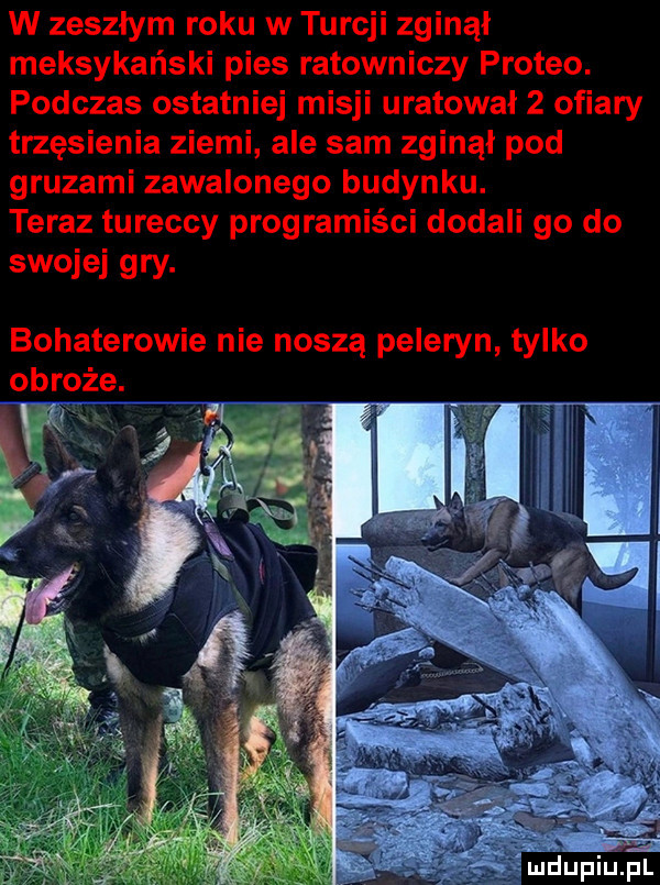 w zeszłym roku w turcji zginął meksykański pies ratowniczy proteo. podczas ostatniej misji uratował   ofiary trzęsienia ziemi ale sam zginął pod gruzami zawalonego budynku. teraz tureccy programiści dodali go do swojej gry. bohaterowie nie noszą peleryn tylko obroże. f ui u iu l