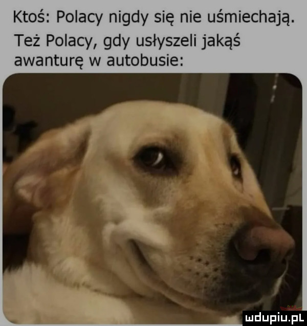 ktoś polacy nigdy się nie uśmiechają. też polacy gdy usłyszeli jakąś awanturę w autobusie ludupiu pl