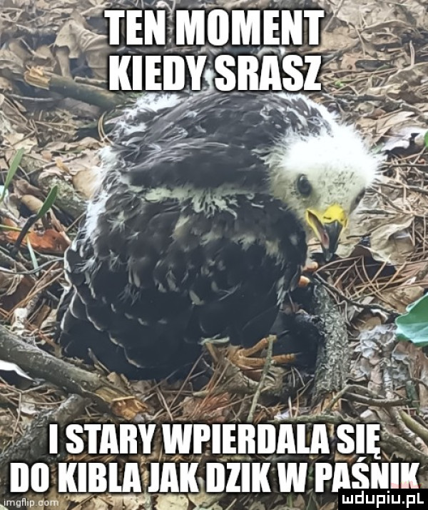 i s i aby wpiebilala sięxą iii kibla idk iiiiii w i aśiiiik me om t iw an ud nam lp
