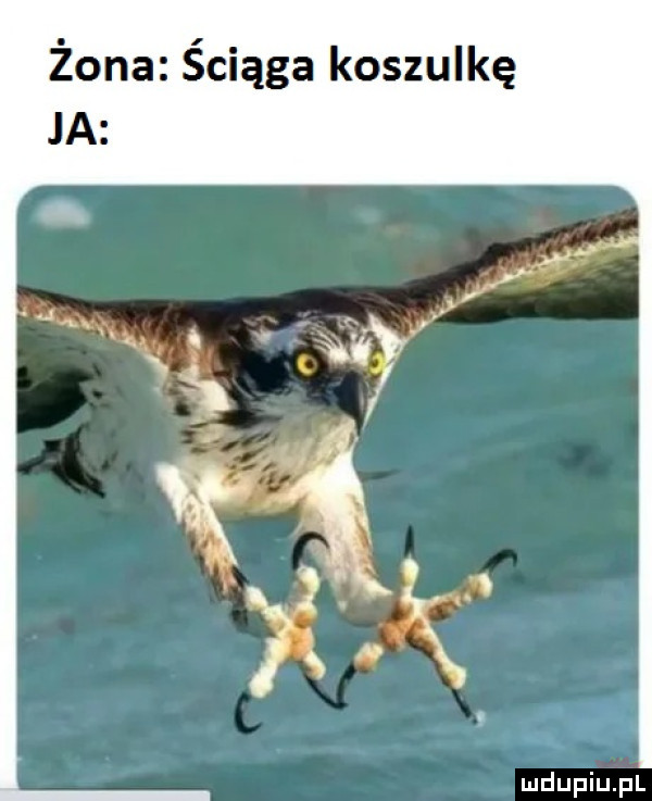 żona ściąga koszulkę