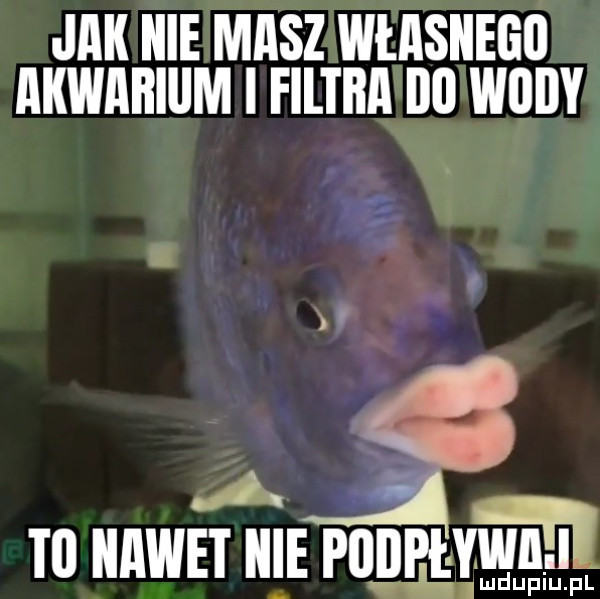 jak nie masz własnego akwarium i filtra lal wody aga    nawet ice fogg a. p u pl