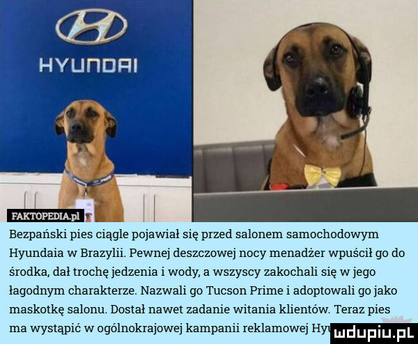 hyuhdfii eezpaﬁski pies ciągle pojawia sie przed salonem samochodowym hyundaia w brazylii. pewnej deszczowej riojy menadzer wpis cal go do srodka dni lochę jedzenia i wody a wszyscy zakochali się w jego lagodriym charakterze. nazwali go tucson prime i adoptowali go jako maskotkę saloriu. dostał nawet zadaje walania kliemow teraz pies ma wystąpić w ogólnokrajowej kampanii reklamowej h dualu