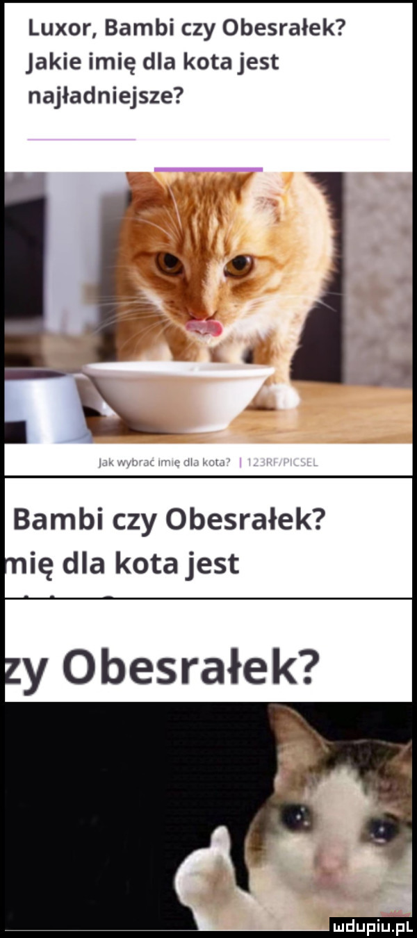 lubor bambi czy obesrałek jakie imię dla kotajest najładniejsze bambi czy obesrałek ię dla kota jest y obesrałek