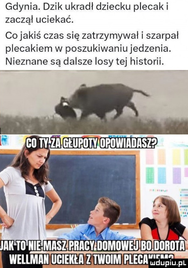 gdynia. dzik ukradl dziecku plecaki zaczął uciekać. cojakiś czas się zatrzymywał i szarpał plecakiem w poszukiwaniu jedzenia. nieznane są dalsze losy tej historii. wellmiiii iigieiiła z twoim piega ﬂﬁupiu. pl