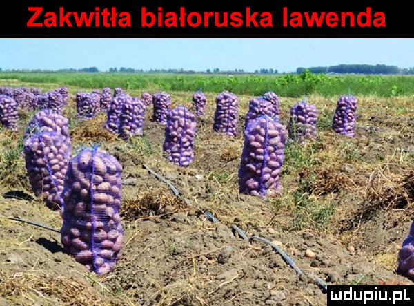 zakwitła białoruska lawenda mmm