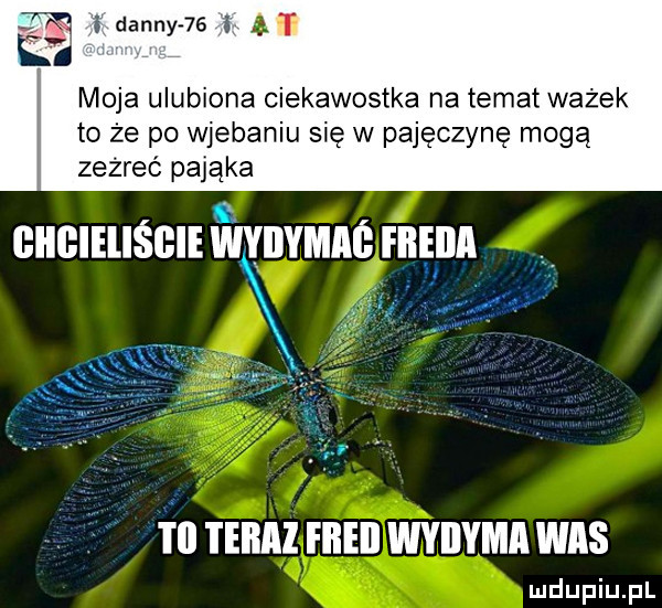 fx l danny    ain.    moja ulubiona ciekawostka na temat ważek to że po wjebaniu się w pajęczynę mogą zeżreć pająka giigieliśgie mannie hem i ll i eiiai fiieii wyiiyma was