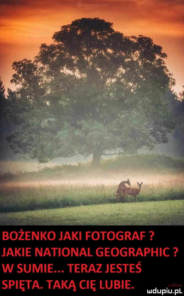 Obrazek