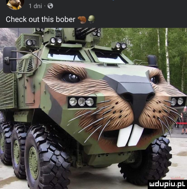dm   chick out tais bober p