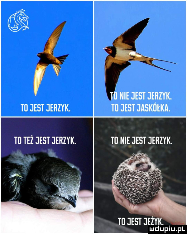 ti nie jest jerzyk. ti jest jaskółka. tl jest jeżyk. lud upiu. pl