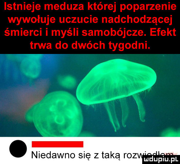 istnieje meduza której poparzenie wywołuje uczucie nadchodzącej śmierci i myśli samobójcze. efekt trwa do dwóch tygodni