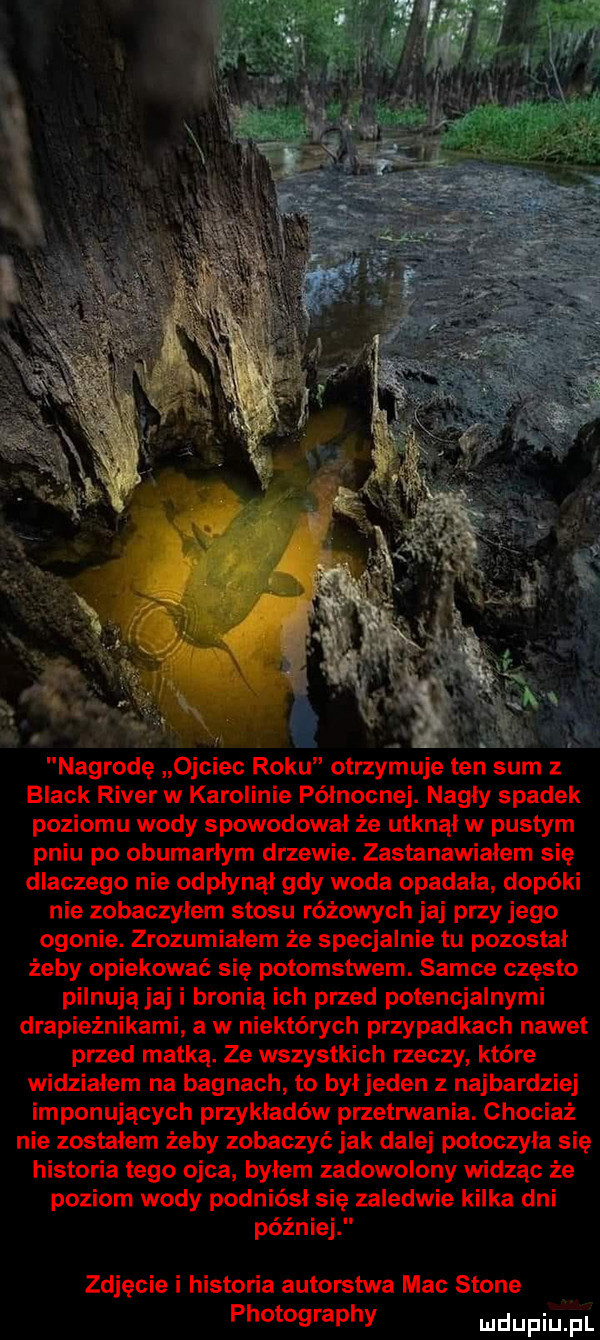 nagrodę ojciec roku otrzymuje ten sum   black rover w karolinie północnej. nagły spadek poziomu wody spowodował że utknął w pustym pniu po obumarłym drzewie. zastanawiałem się dlaczego nie odpłynął gdy woda opadała dopóki nie zobaczyłem stosu różowych jaj przy jego ogonie. zrozumiałam że specjalnie tu pozostał żeby opiekować się potomstwem. samce często pilnują jaj i bronią ich przed potencjalnymi drapieżnikami a w niektórych przypadkach nawet przed matką. ze wszystkich rzeczy które widziałem na bagnach to był jeden z najbardziej imponujących przykładów przetrwania. chociaż nie zostałem żeby zobaczyć jak dalej potoczyła się historia tego ojca byłem zadowolony widząc że poziom wody podniósł się zaledwie kilka dni później zdjęcie i historia autorstwa mac stone photography ludupiu il