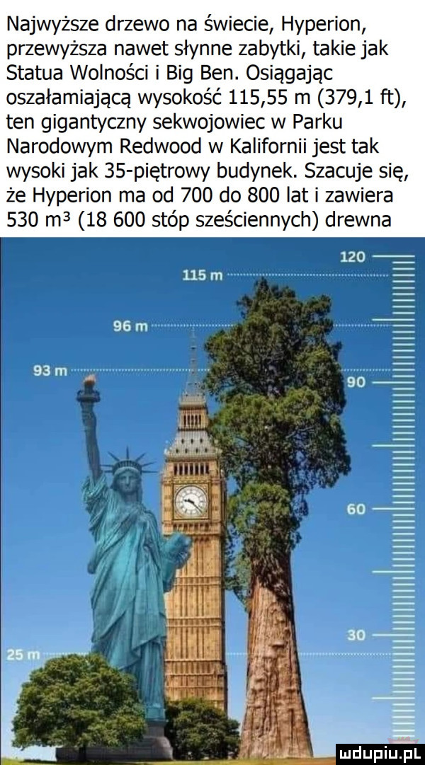 najwyższe drzewo na świecie hyperion przewyższa nawet słynne zabytki takie jak statua wolności i big ben. osiągając oszałamiającą wysokość        m       ft ten gigantyczny sekwojowiec w parku narodowym redwood w kalifornii jest tak wysoki jak    piętrowy budynek. szacuje się że hyperion ma od     do     lat i zawiera     m         stóp sześciennych drewna i iiiiiihi ma. mi