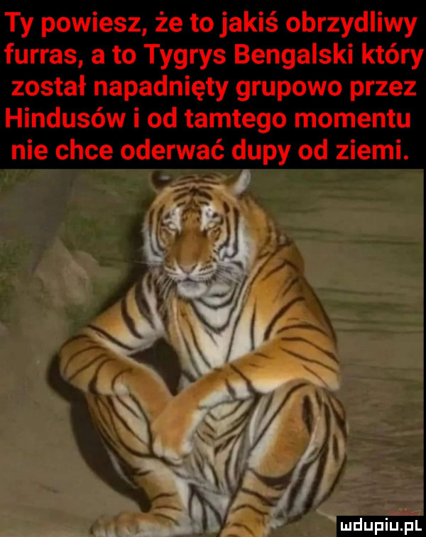 ty powiesz że to jakiś obrzydliwy furrys a to tygrys bengalski który został napadnięty grupowo przez hindusów i od tamtego momentu nie chce oderwać dupy od ziemi