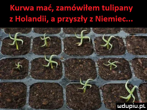 kurwa mać zamówiłem tulipany z holandii a przyszły z niemiec