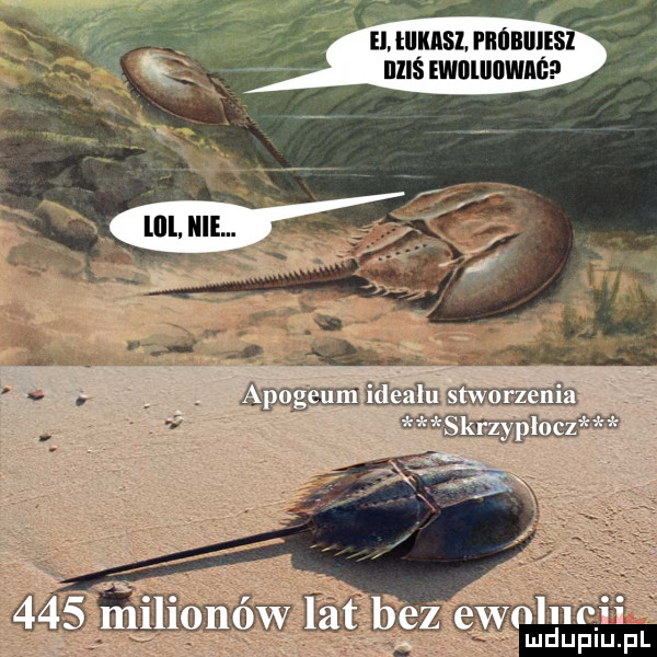 el. i llknsl piiﬂbiil ibl illiś ewiiiiiiiwagp