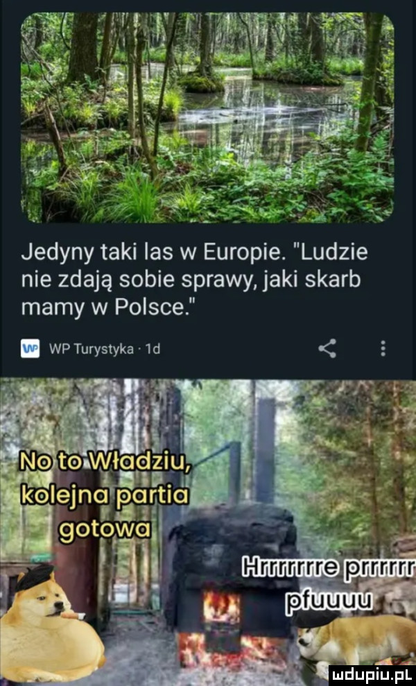 jedyny taki las w europie. ludzie nie zdają sobie sprawy jaki skarb mamy w polsce. wp turystyka  d     pfuuu a