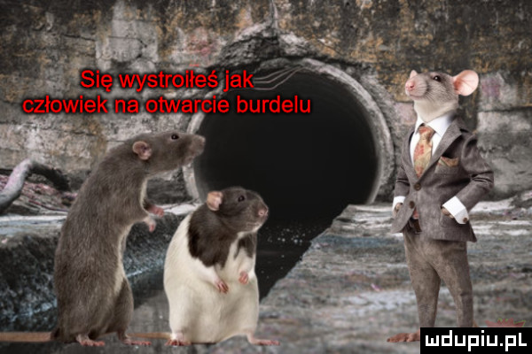 mdupiupl