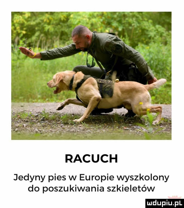 racuch jedyny pies w europie wyszkolony do poszukiwania szkieletów ludu iu. l