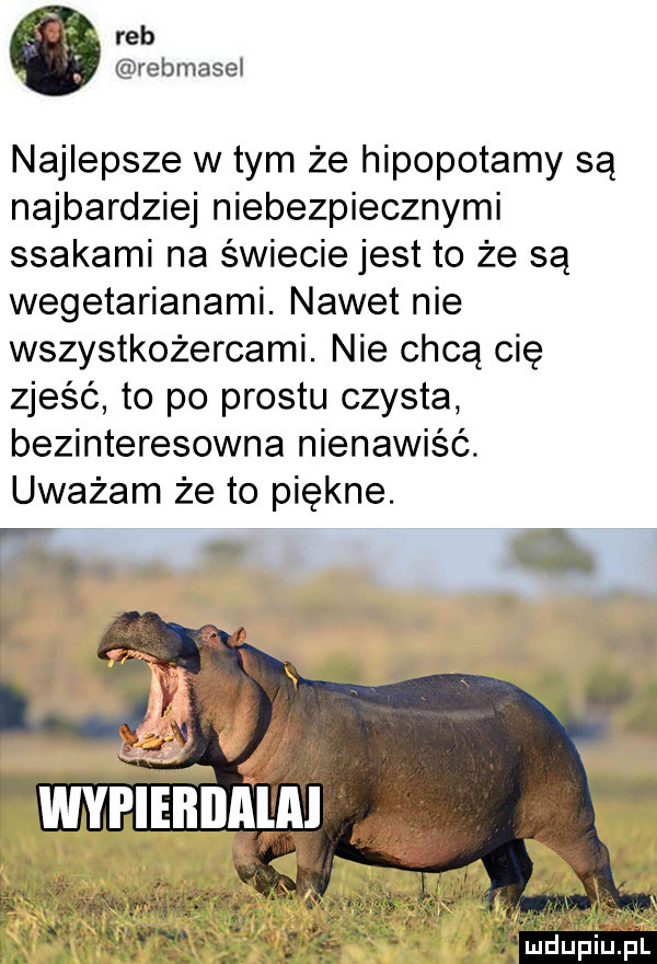 reb. rebmasel najlepsze wtem że hipopotamy są najbardziej niebezpiecznymi ssakami na świecie jest to że są wegetarianami. nawet nie wszystkożercami. nie chcą cię zjeść to po prestu czysta bezinteresowna nienawiść. uważam że to piękne