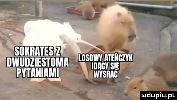 l smmmsz nwunzmswmu qsęh jgę ęęw mma msnnr
