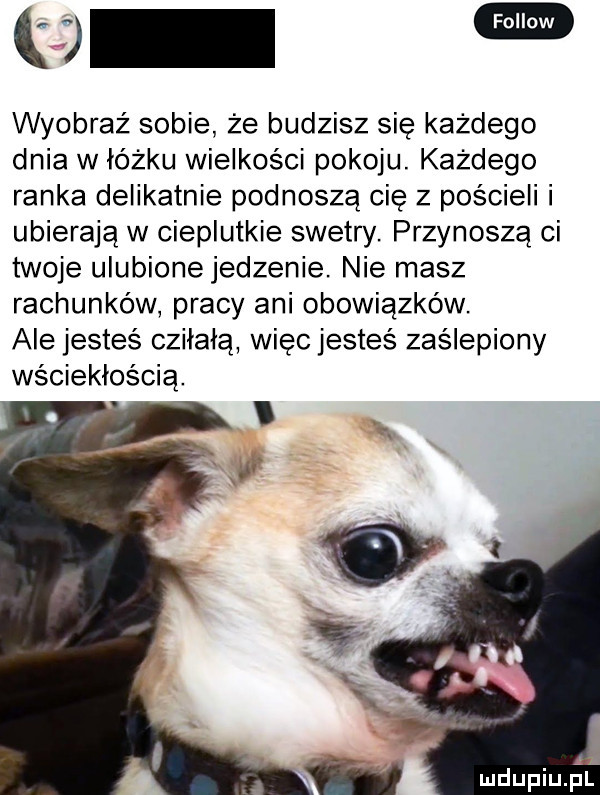 u wyobraź sobie że budzisz sie każdego dnia w łóżku wielkości pokoju. każdego ranka delikatnie podnoszą cie z pościeli i ubierają w cieplutkie swetry. przynoszą ci twoje ulubione jedzenie. nie masz rachunków pracy ani obowiązków. ale jesteś czilałą więc jesteś zaślepiony wściekłością. mdupiujśl