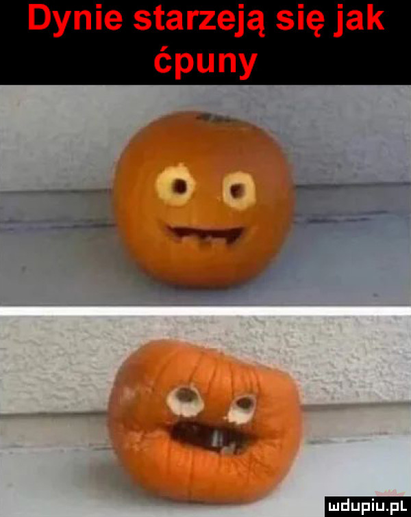 dynie starzeją się jak ćpuny  . i y w ab a   zul ludu iu. l