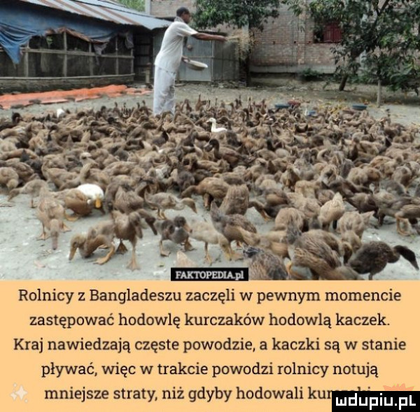 rolnicy z bangladeszu zaczęli w pewnym momencie zastępować hodowlę kurczaków hodowlą kaczek. kraj nawiedzają częste powodzie a kaczki są w stanie pływać więc w trakcie powodzi rolnicy notują mniejsze straty niż gdyby hodowali  mm