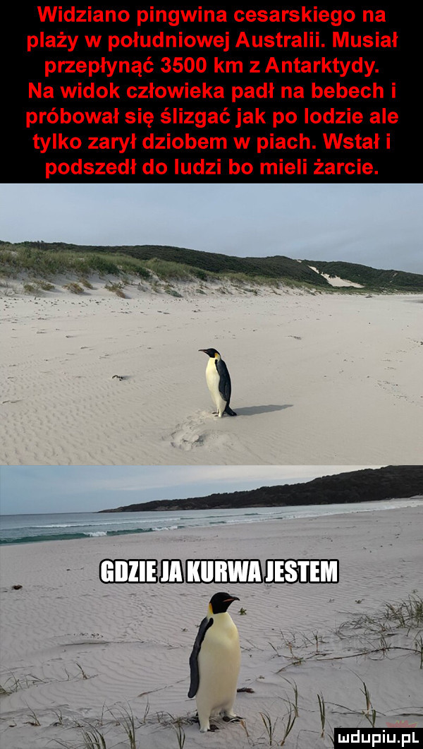 widziano pingwina cesarskiego na plaży w południowej australii. musiał przepłynąć      km z antarktydy. na widok człowieka padł na bebech i próbował się ślizgać jak po lodzie ale tylko zaryl dziobem w piach. wstał i podszedł do ludzi bo mieli żarcie