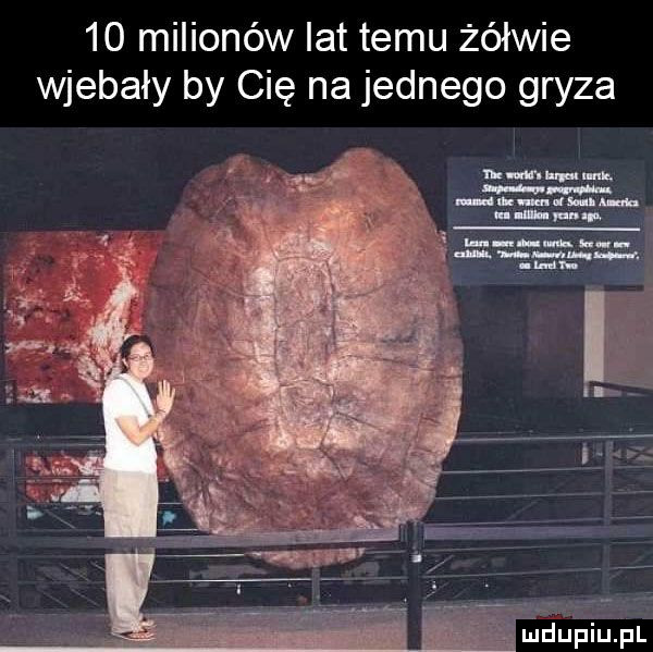 milionów lat temu żółwie wjebały by cię na jednego gryza