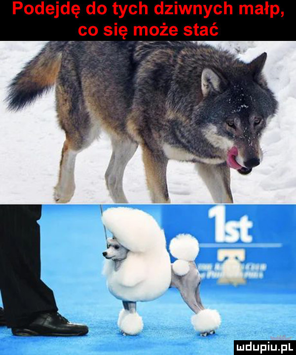 podejdę do tych dziwnych małp co się może stać nm
