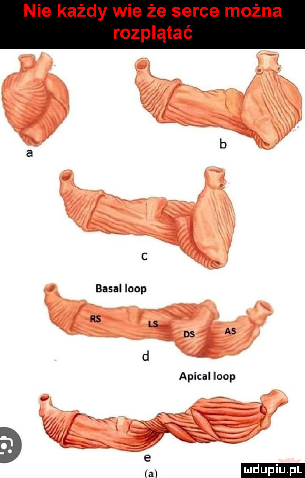nie każdy wie że serce można rozplątać b a c basal loop rs ls ds as d apical loop a gg   m
