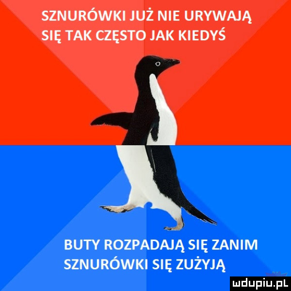 sznurówki już nie urywają su tak często jak kiedyś o buty rozpadają su zanim sznunówm su zużyją