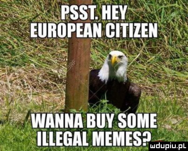 psst. i idy european gitiien wanna niv some lllegal memes