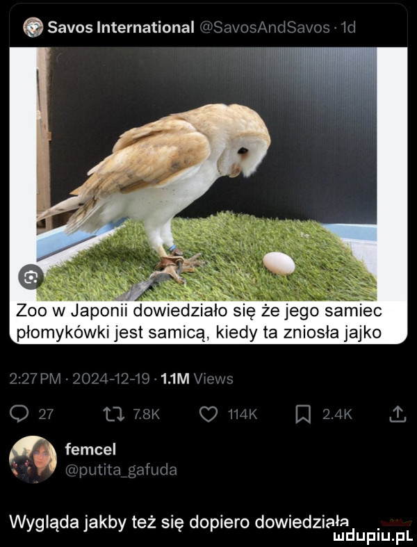 savoslnternational t a ii ia. a. zoo w japonn dowiedzialo się że jego samiec płomykówki jest samicą kiedy ta zniosła jajko fai i    m tj q femcel. lai. i i wygląda jakby też się dopiero dowiedziala mduplu pl