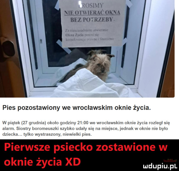 usamy nie ll iracokna bez. potrzeby pies pozostawiony we wrocławskim oknie życia. w pm ek qmdmm gmo amy m na m mucu x n nam my w na maine mam w oku hak yłknwy muwmwy www m pierwsze psiecko zostawione w mm m mwuv m sm oknie życia xd