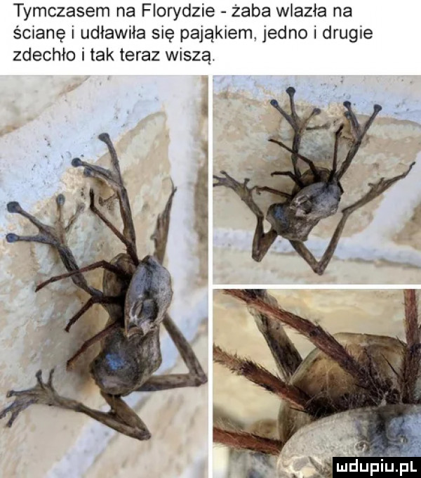 tymczasem na florydzie żaba wlazła na ścianę i udławiła się pająkiem jedno i drugie zdechło i tak teraz wiszą