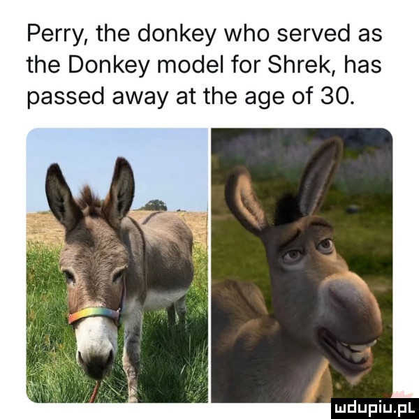 perry tee donkey who served as tee donkey model for shrek has passed away at tee age of