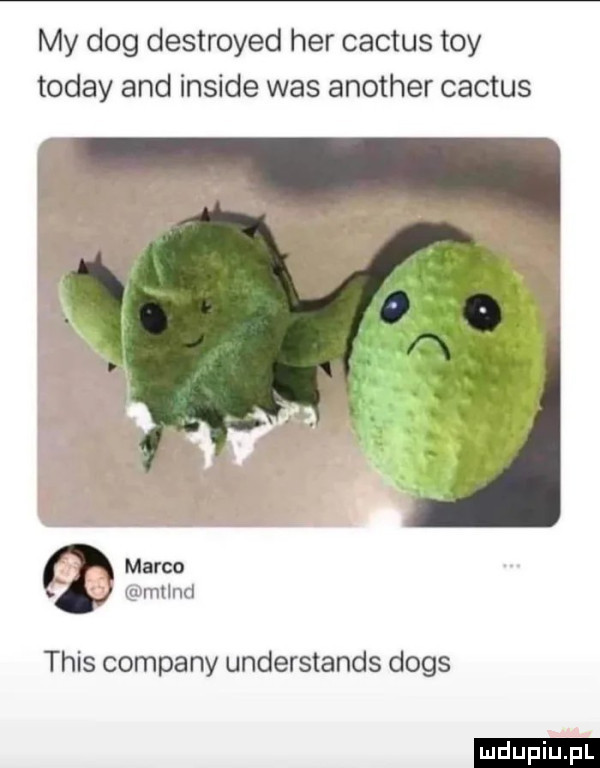 my dog destroyed her cactus tey toddy and inside was another cactus marco mllnd tais company understands dogs ludu iu. l