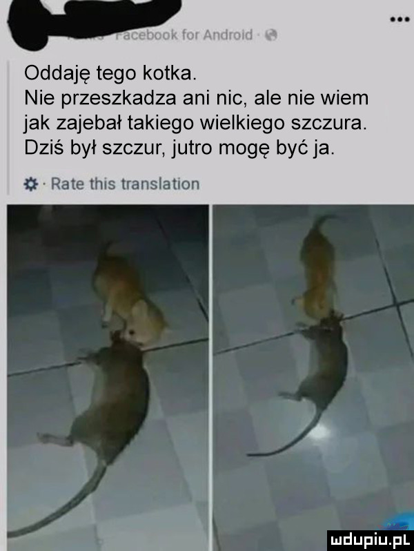 oddaję tego kotka. nie przeszkadza ani nic ale nie wiem jak zajebai takiego wielkiego szczura. dziś był szczur jutro mogę być ja. i rate tais translation