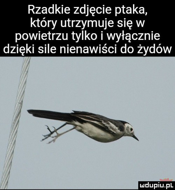 rzadkie zdjęcie ptaka który utrzymuje się w powietrzu tylko i wyłącznie dzięki sile nienawiści do żydów