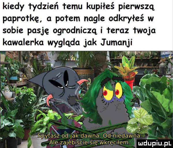 kiedy łydzień fumu kupiłeś pierwszą paprotkę a piłem nagle odkryłeś w sobie pasję ogrodniczą i teraz twoja kawalerka wygląda jak j umanji l f q. l. imdlupiupl