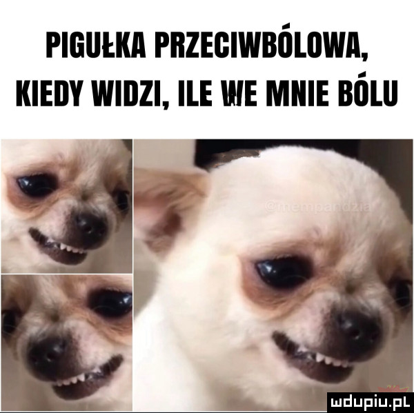 pigułka pbzegiwbóliiwa. kieiiy widzi. ile we micie ból m mdupillpl