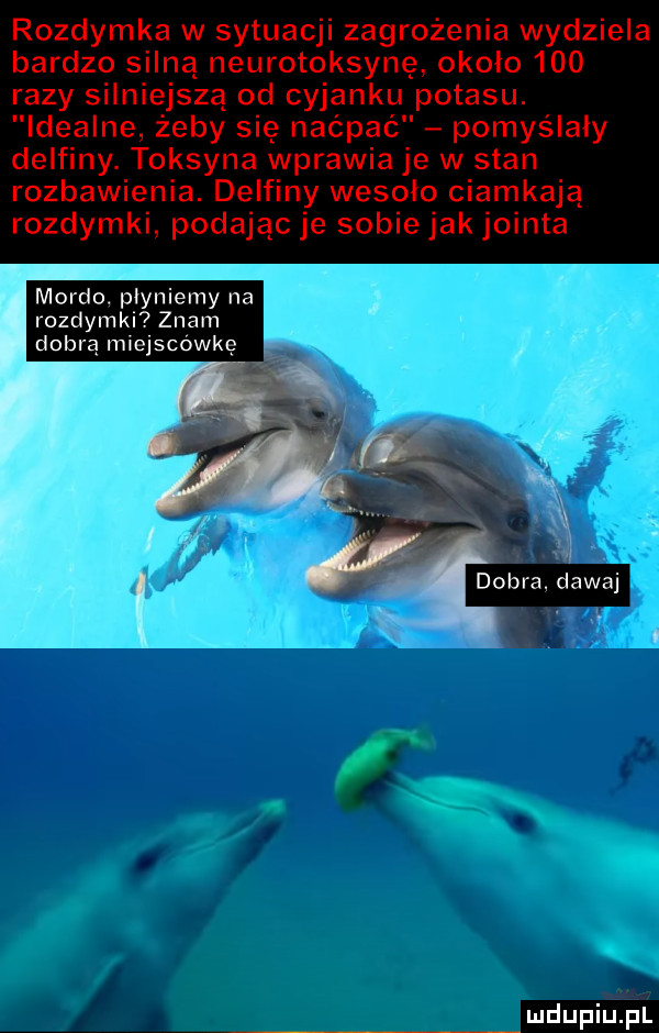 rozdymka w sytuacji zagrożenia wydziela bardzo silna neurotoksynę około     razy silniejszą od cyjanku ipotasu. idealne żeby się naćpać pomyślały delfiny. toksyna wprawia je w stan rozbawienia. delfiny wesoło ciamkają rozdymki podając je sobie jak jointa lgniemy na   znam u lu iu l