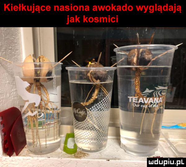 kiełkujące nasiona awokado wyglądają jak kosmici