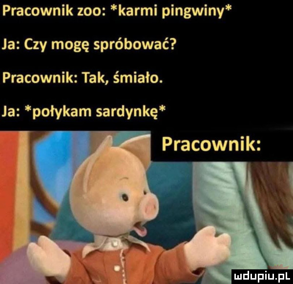 pracownik zoo karmi pingwiny ja czy mogę spróbować pracownik tak śmiało. la połykam sardynkę pracownik