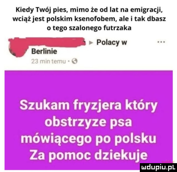 kiedy twój pies mimo że od lat na emigracji wciąż jest polskim ksenofobem ale i tak dbasz o tego szalonego futrzaka polacy w be. air m meblu r. me u i i vz u o lal cal jfłjlle ljln gac grand cr. hal hal il