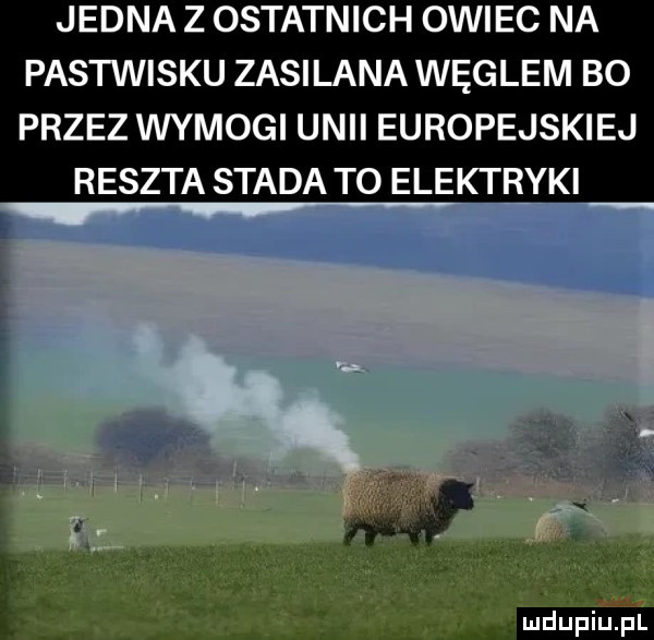 jedna z ostatnich owiec na pastwisku zasilana węglem bo przez wymogi unii europejskiej reszta stada to elektryki i